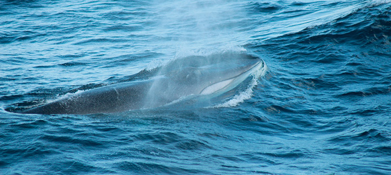 A Fin whale